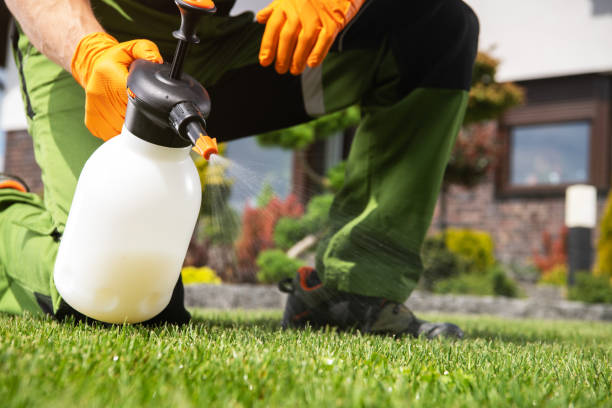 Best Termite Control Services  in St Albans, VT
