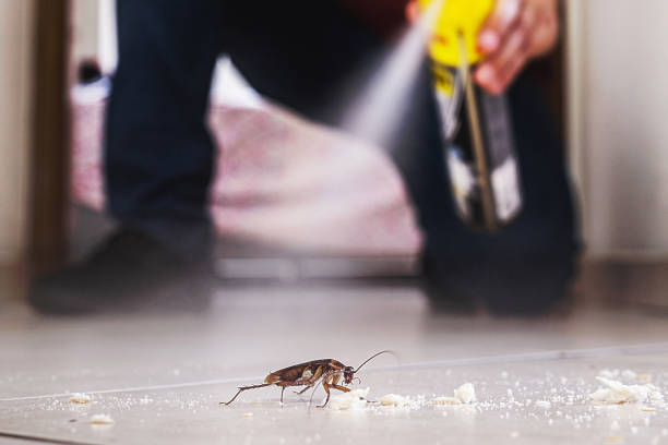 Reliable St Albans, VT Pest Control Solutions